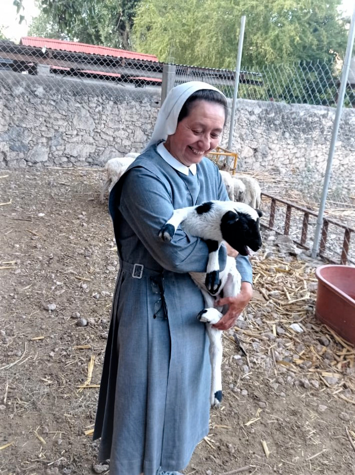 la-tenerezza-di-una-pecorella